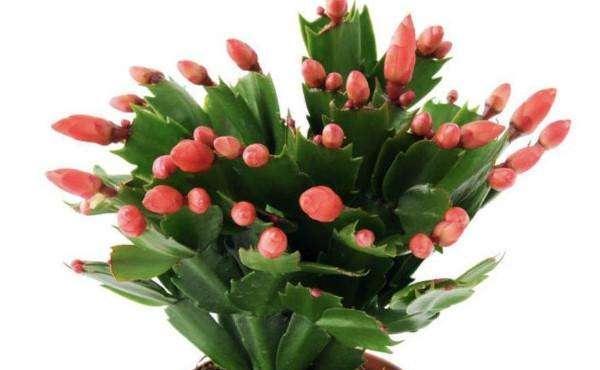 冬养蟹爪兰，做对这些，开花更漂亮