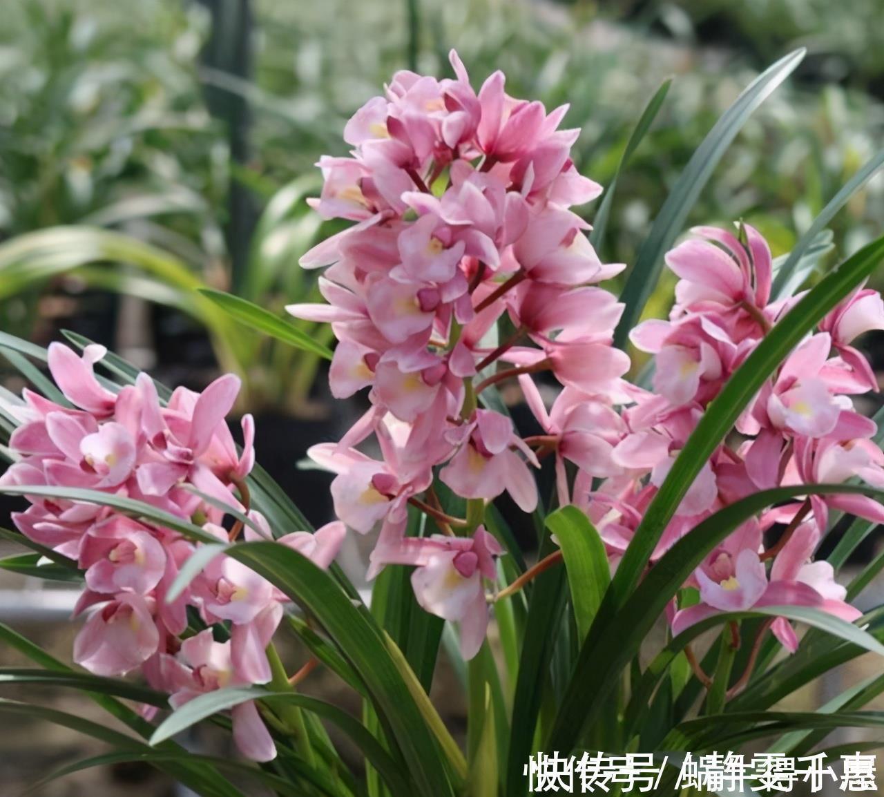 想让兰花早发芽，这“三位置”留点水，催出一圈苞，绽放层叠群兰
