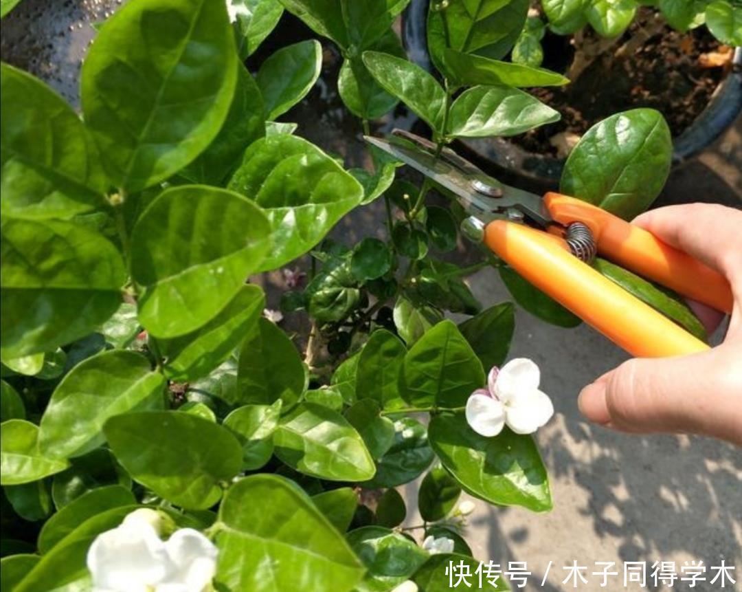 茉莉|茉莉花简单处理一下,开花一茬接一茬,整个夏天都有花看