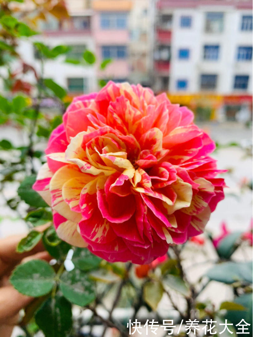 养花不用养太多，这一种花养好了，足够撑起一家门面