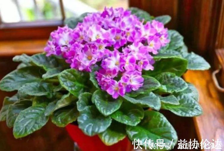 茉莉花|养花就养个花期长的，花大色艳，花团锦簇，比牡丹还美