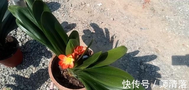 温差|想要君子兰在12月能孕蕾开花,做好这几件事,天冷就能蹿花箭