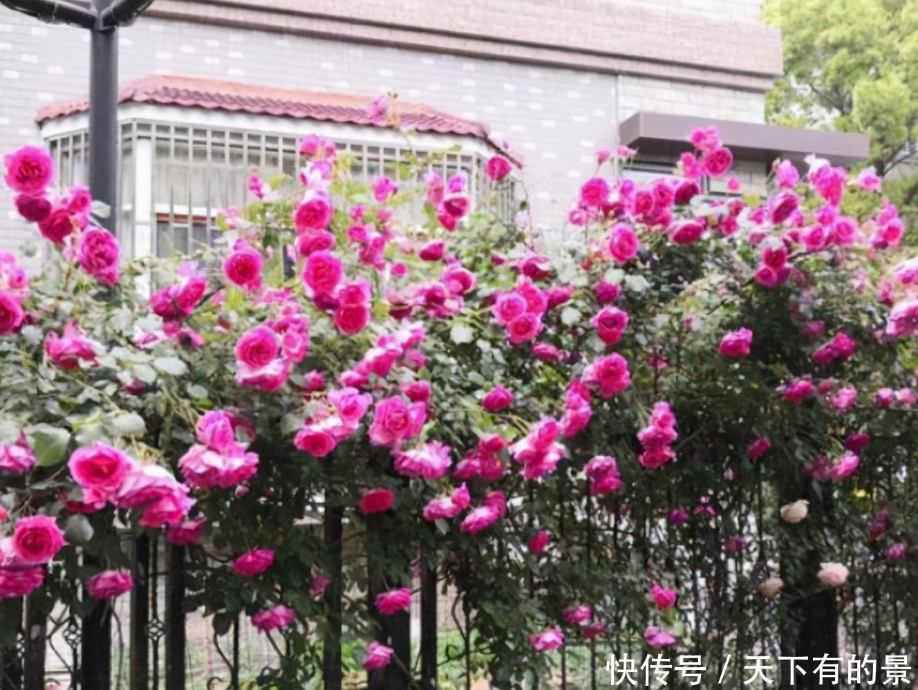 这是我见过的最美的院子:栽满好看的花卉,满眼里是花海