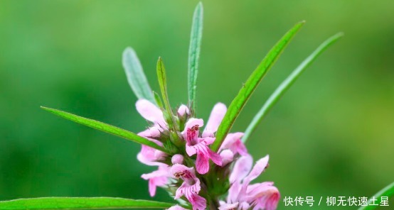 吃法|夏季挖野菜，送你64种野菜图片大全，教你认识不同的野菜和吃法！