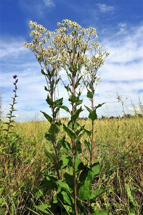 中药大辞典|东风菜,见过吗能清热解毒,明目,利咽,营养价值极高!