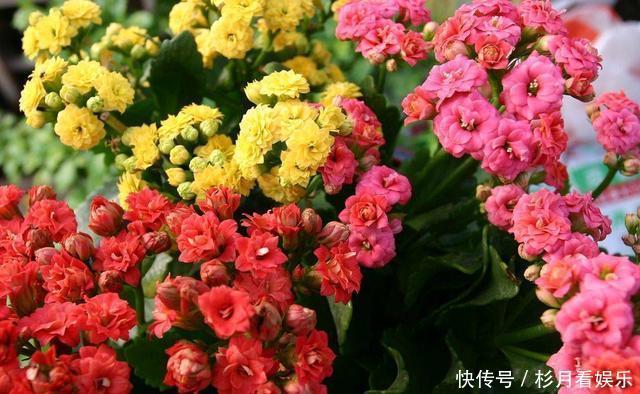 长寿花|长寿花“长寿”，这几点不注意，照样掉叶子整棵死翘翘