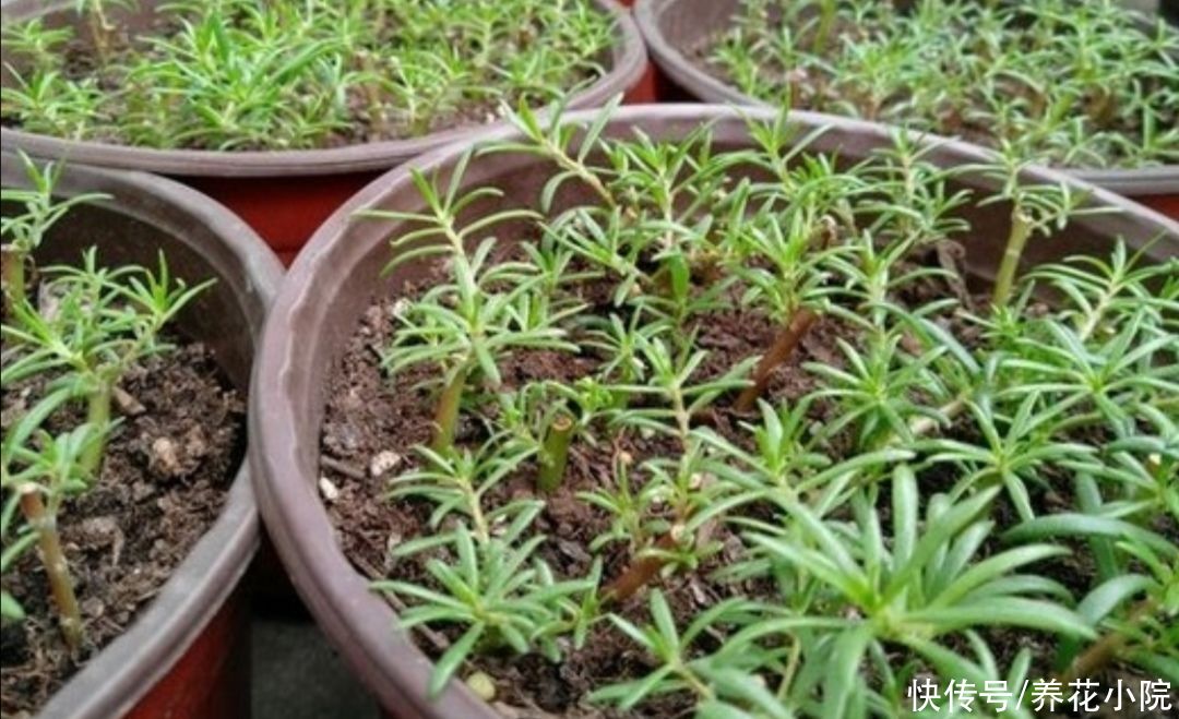 扦插|6种草本花卉,更容易扦插,掐根枝条就能养活