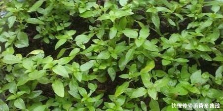 植物|花草在家养,哪种植物好看又好养这5盆,一些还可以吃呢