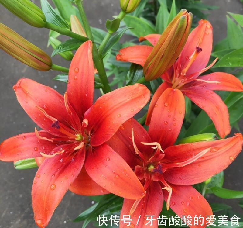 芦荟|6种“女人花”能吃又好闻,采花泡茶养容颜,女人养花,花养美女