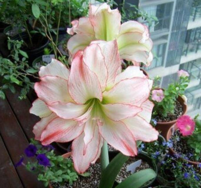 居家就养此款花卉,从年初开到年尾,花期长花量大,还特漂亮