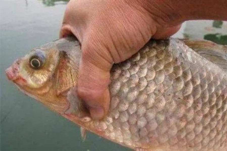 冬天气温低,鱼就不咬钩了?饵料按我说的用,大板鲫特好钓