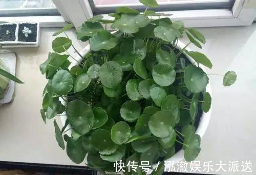 温度过高|客厅2个地方,千万别养花,不能忽视,养了也尽快搬走!