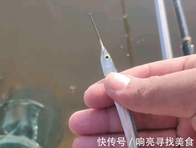 在当地的河流里钓到很多疑似小剑鱼,一钓一大盆钓友疑问能吃吗!