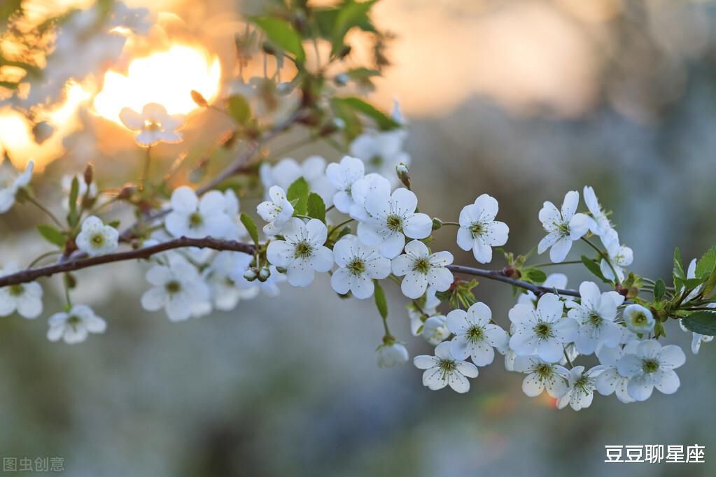 3月底，樱花浪漫，相思入骨，邂逅旧爱，破镜重圆，从此共赴余生