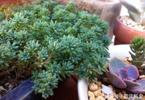 阳台上|没个小院子别养3种花,“喝点水”就泛滥,长出一片清不掉!