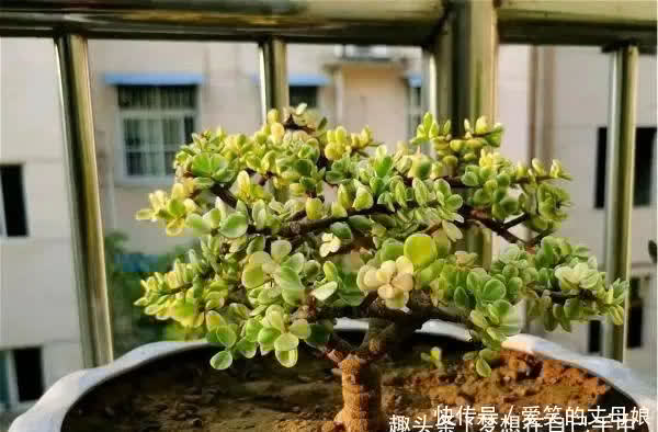 你喜欢老桩多肉吗?