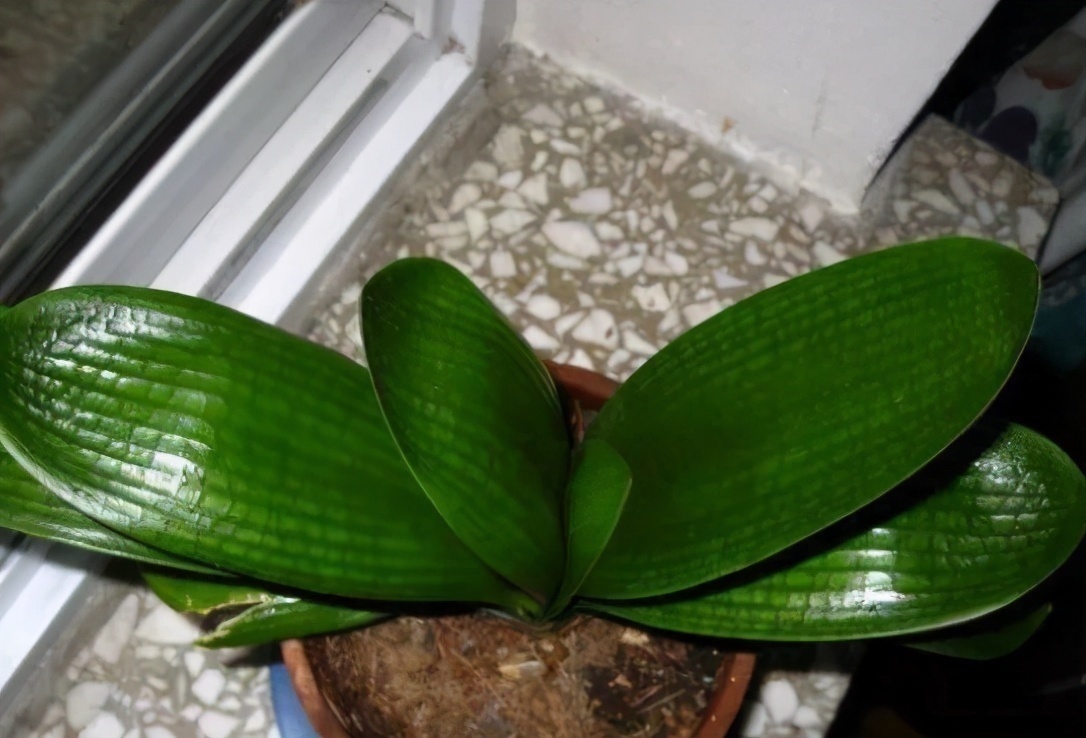 君子兰有“四爱”知道么这是养好它的关键，也能轻松养开花