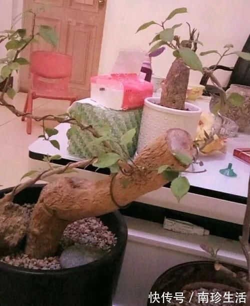 陈芝麻|5种粉末效果惊人，老花匠都爱用，撒盆里不黄叶，狂开花！