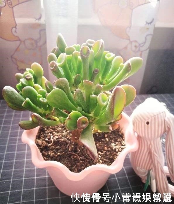 养护|家里养盆“吸财树”,好运财运都吸来,养得越久福气越深!