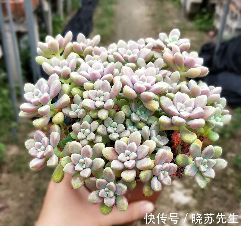 她家的新房成了网红地,不是装修多高档,而是室内盆栽太漂亮