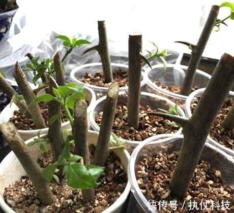 去河边挖点它,用来扦插花卉,只需5天就生根,一下养出十几盆