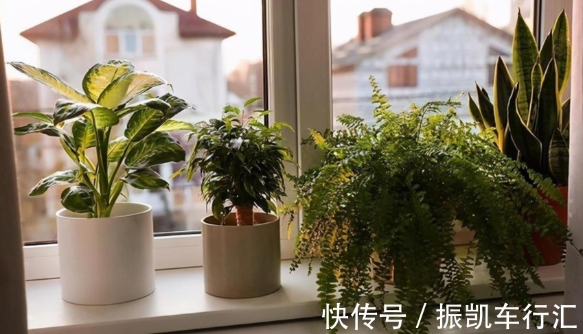 植物|室内养花，弄错这3件事，植物长不好，主人爱生病