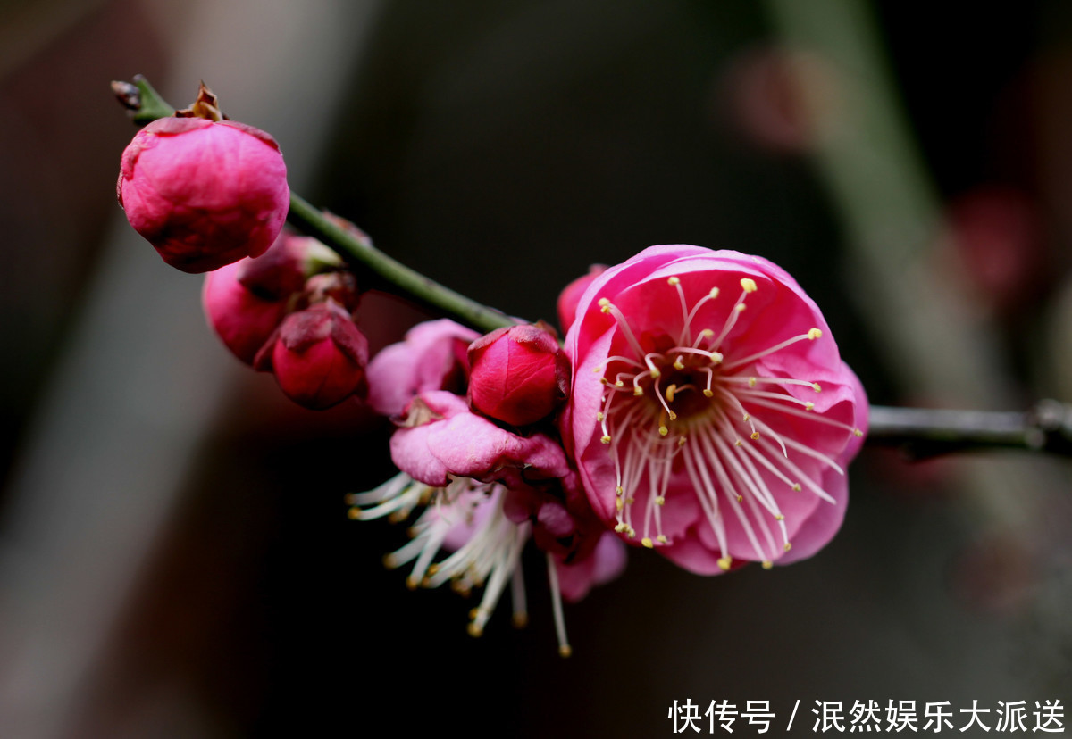 梅花|此花称为中国十大名花之首，生命力极强，具有坚忍不拔的象征