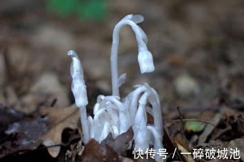 专家|村民野外看见这种花不淡定了,掉头就跑,专家:你太幸运了