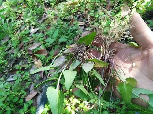 地黄瓜|人称“地黄瓜”,营养很高,用来包饺子是一绝,春季错过太可惜