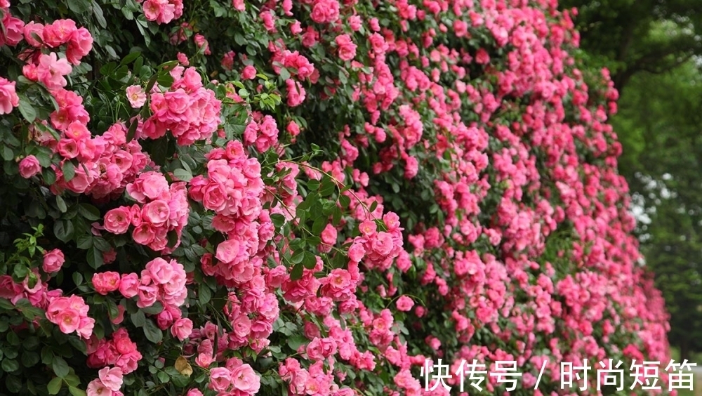 月季花墙,小苗快速成型的“窍门”,一年满枝芽,长出一面花墙