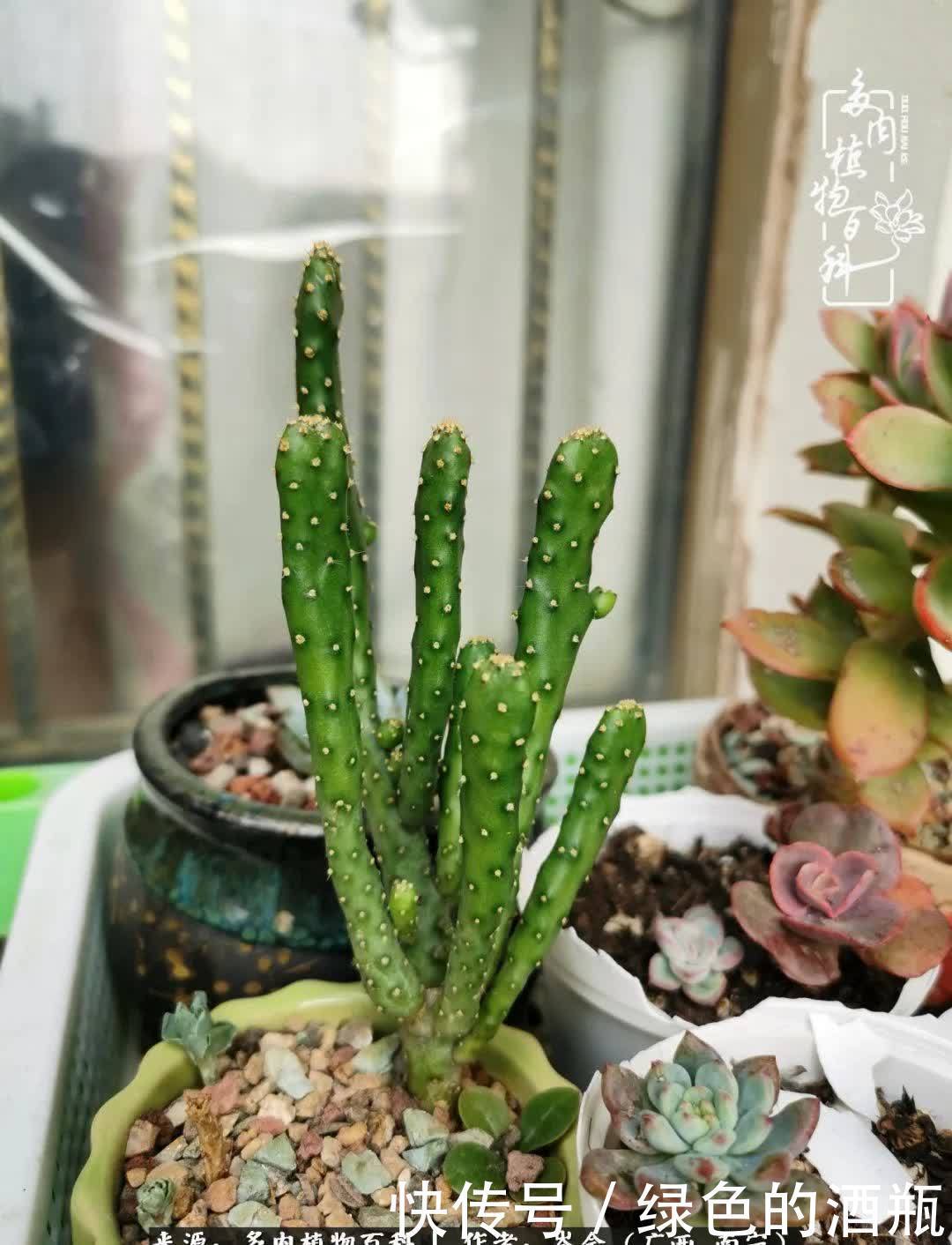 无关利益，不计得失，多肉给了我不一样的感受温暖的方式