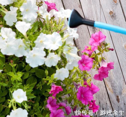 养花界的流行的口诀技巧,你能记住多少