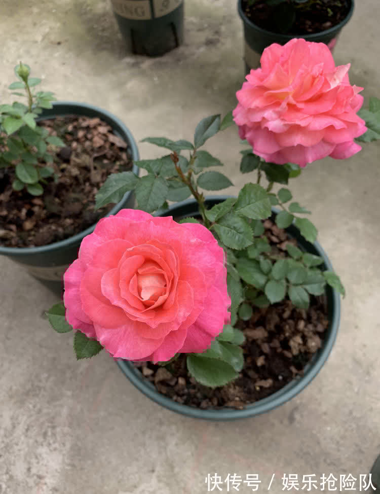 月季|养月季首选海神王阳台，9月把握住4点，花开一茬挨着一茬