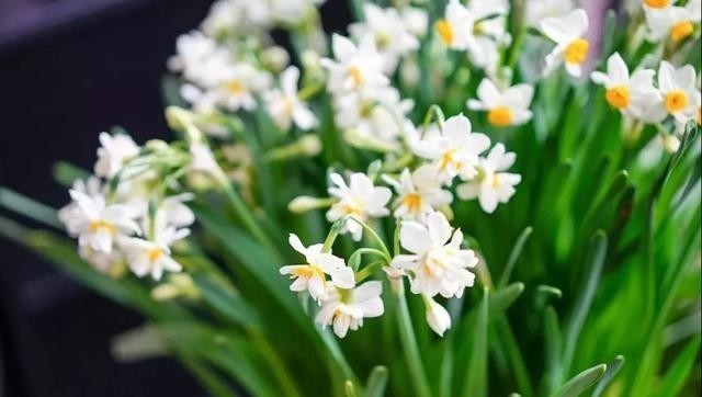 要养|这种花,要养死很难,都是抱怨它长太快了!