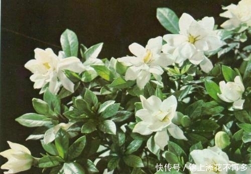 做好这件事,栀子花立春就开花,越长越旺,叶绿花美!