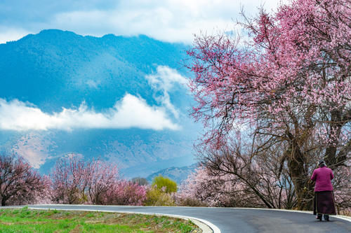 西藏“小江南”迎来桃花季，这3个地方壮观绚丽，赏冰川峡谷中桃花