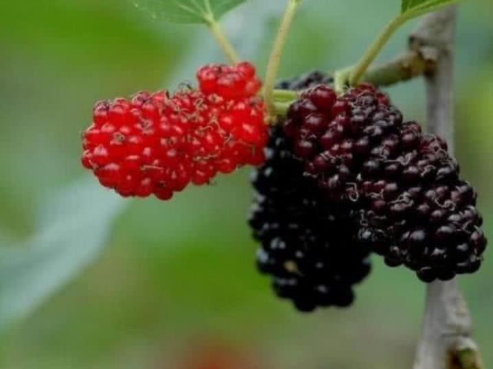 黄金水|男人的“黄金水”,别不舍得喝,能补充“雄激素”,让肾更有活力