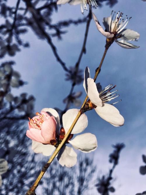 追花逐梦看新疆丨奎屯：山桃花开花似锦