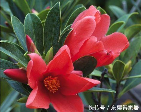茶花|6月12日开始，养花试试这几款，花大色艳香浓，花期全年，美爆了