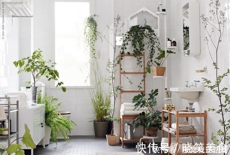 媳妇儿,你把卫生间都种成了花园,人家都不好意思在里面蹲坑了!