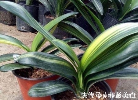 君子兰浇多烂根?老花匠教你一招,简单实用,教你快速拯救它