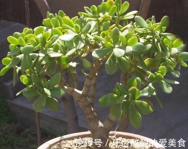 养4种花,浇水很关键,学会此样做,枝叶茂盛、开花爆盆