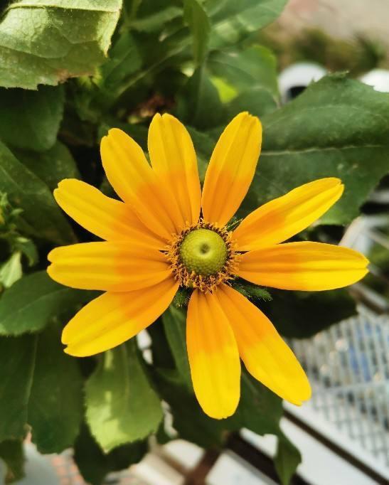 冬天给花浇水，要注意3点，植物喝饱水长得旺