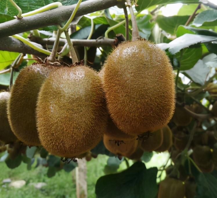 酸甜|猕猴桃的作用?如何挑选酸甜适口的猕猴桃?