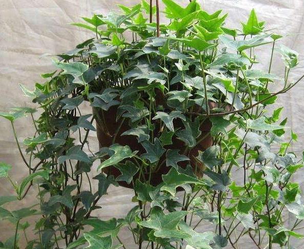 入冬后,买4种垂吊花挂阳台上,生命力旺盛,观赏性高,真值