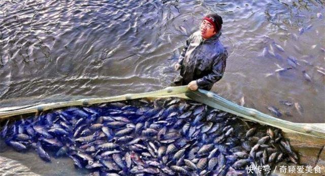 厦门|厦门一河道被“入侵”,密密麻麻全是鱼!连钓鱼人都发愁