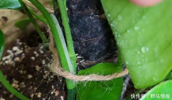 红掌|茉莉花扦插有机关,砍这一段枝条,插土里3天就活