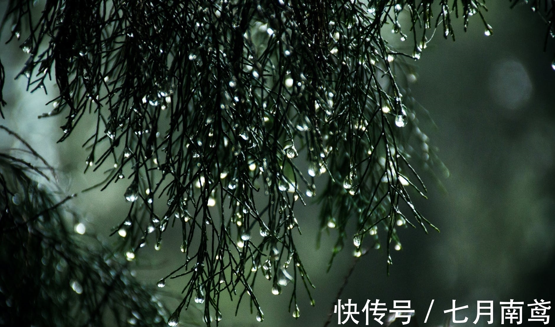 雨寒$李商隐这首写雨的诗,没有一个雨字,却句句有雨