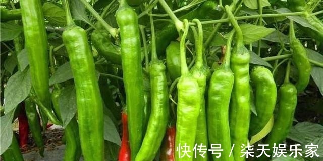 花友|养花不成“改种菜”，红辣椒种在“编织袋”里，一次能摘30斤