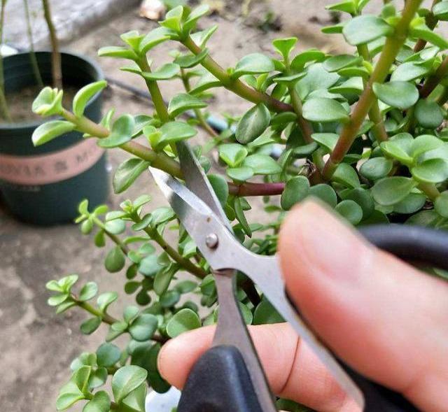 金枝玉叶|盆栽金枝玉叶,3个机遇把握住,叶片晶晶亮,长成昂贵的盆景